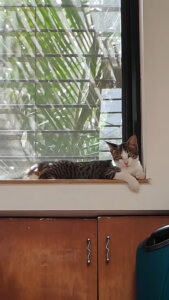 Lazy Billu
