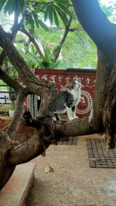 Billu Climbing trees