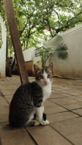 Billu the Cat