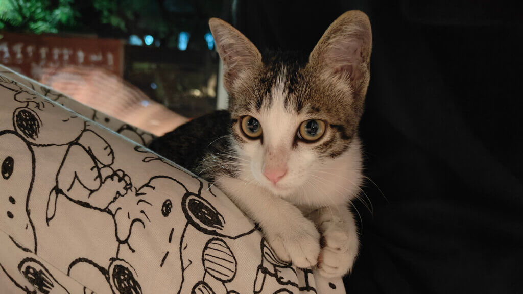 Billu the cat when he came to us