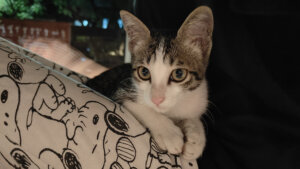 Billu the cat when he came to us