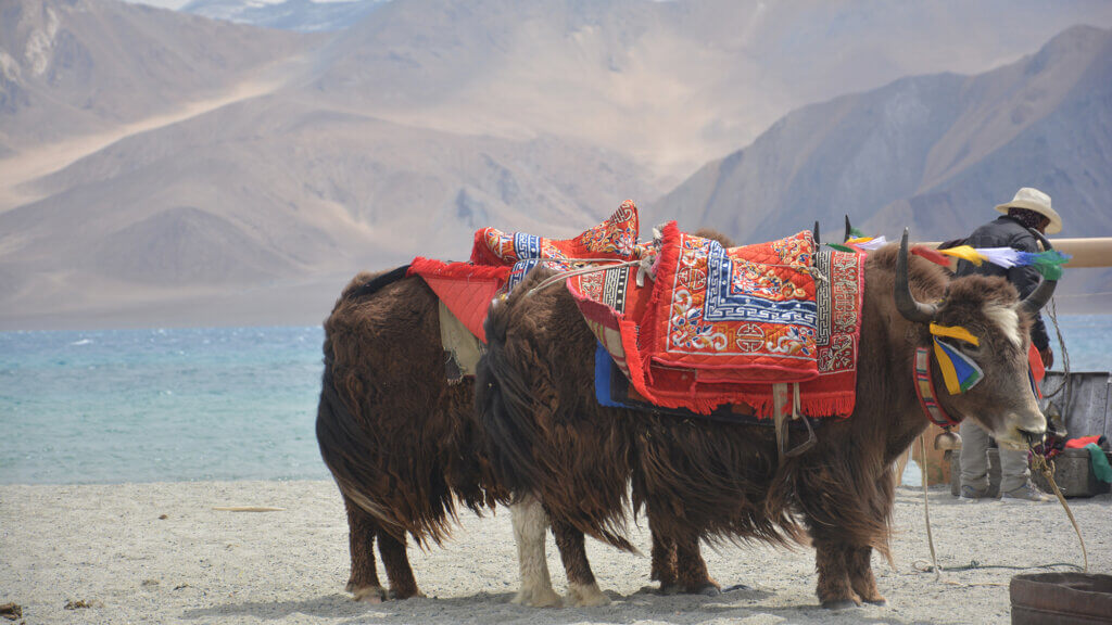 Pangong Lake Yaks