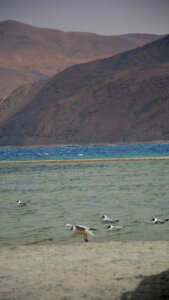 Pangong lake
