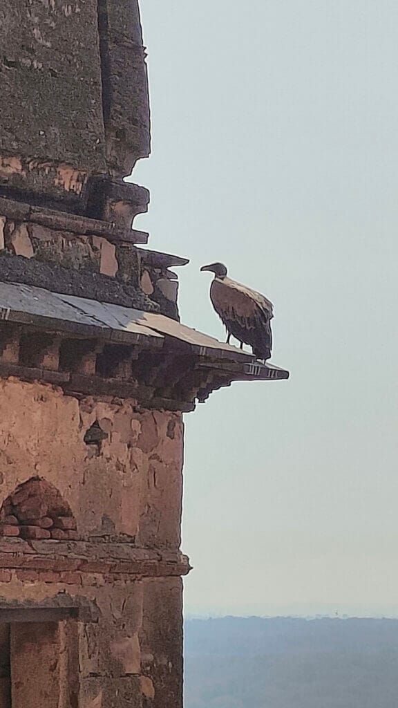 A large vulture stands on the edge of an old, weathered stone building, looking out over a hazy, distant landscape under a pale sky.