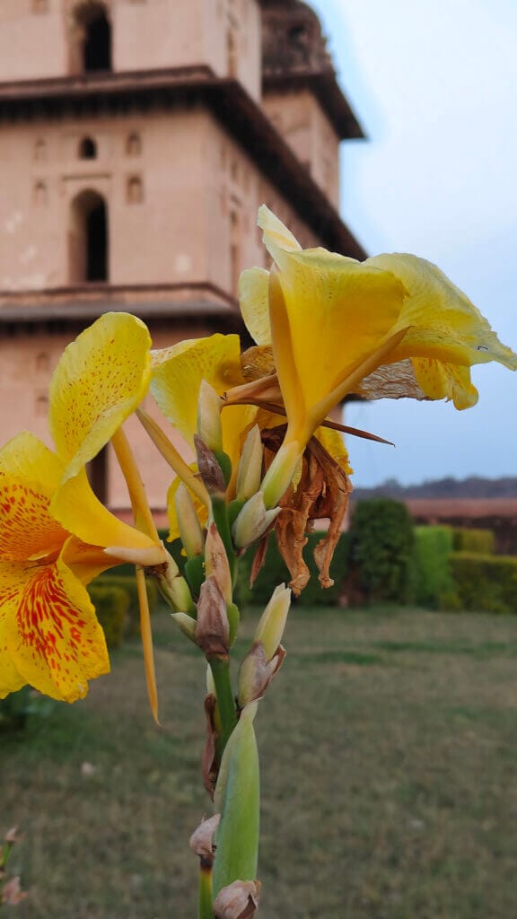 Yellow canna at historic chhatris