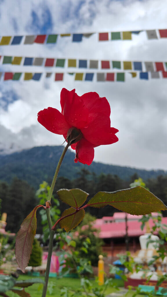 Monastry garden looking into sky