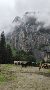 Misty mountains at Jobra ,Himachal P