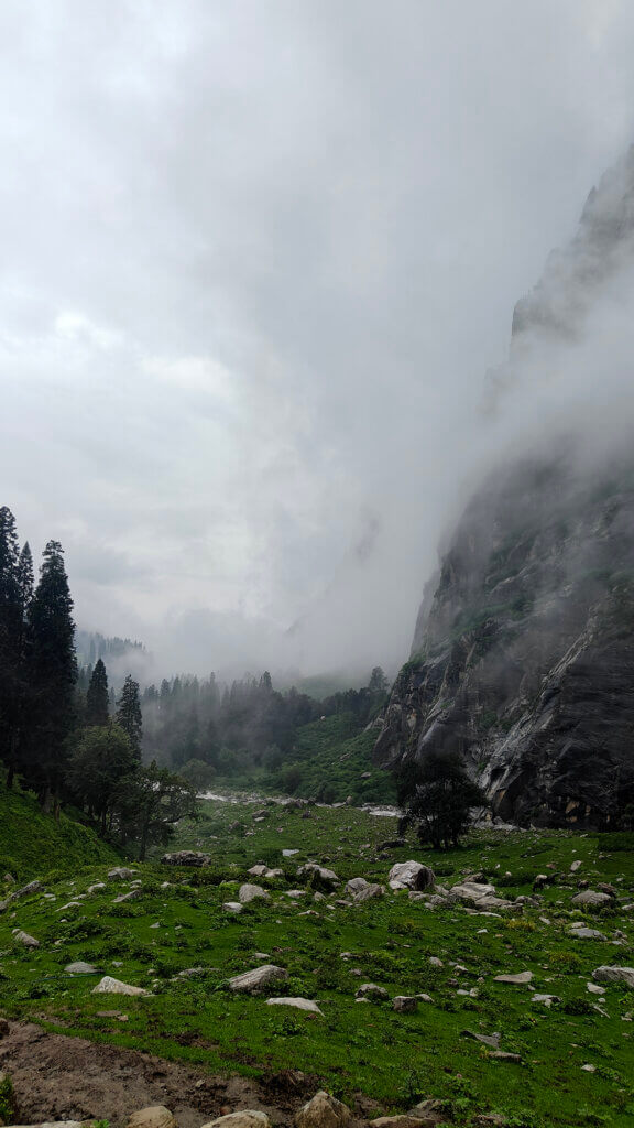 Misty Forests