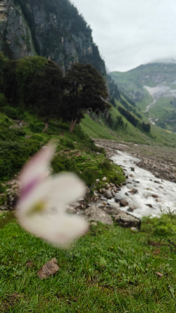 Flowers and Streams