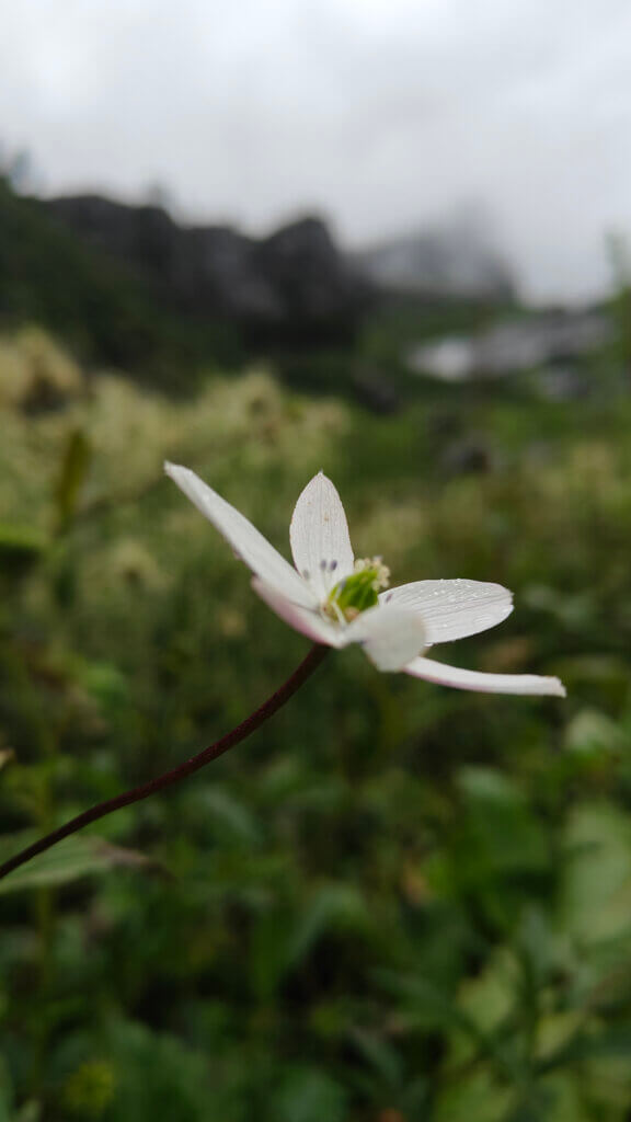 The bloom