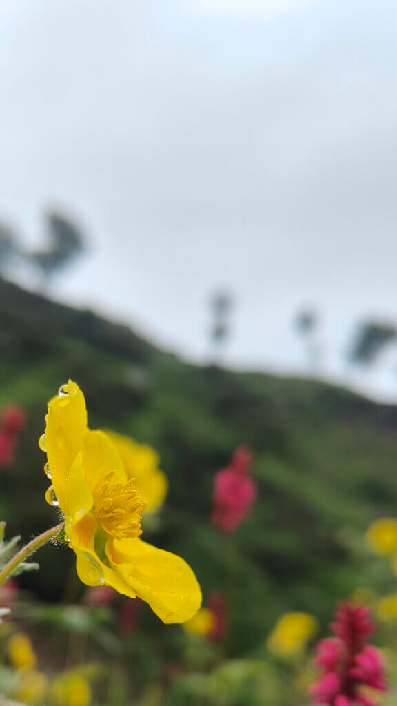 The yellows