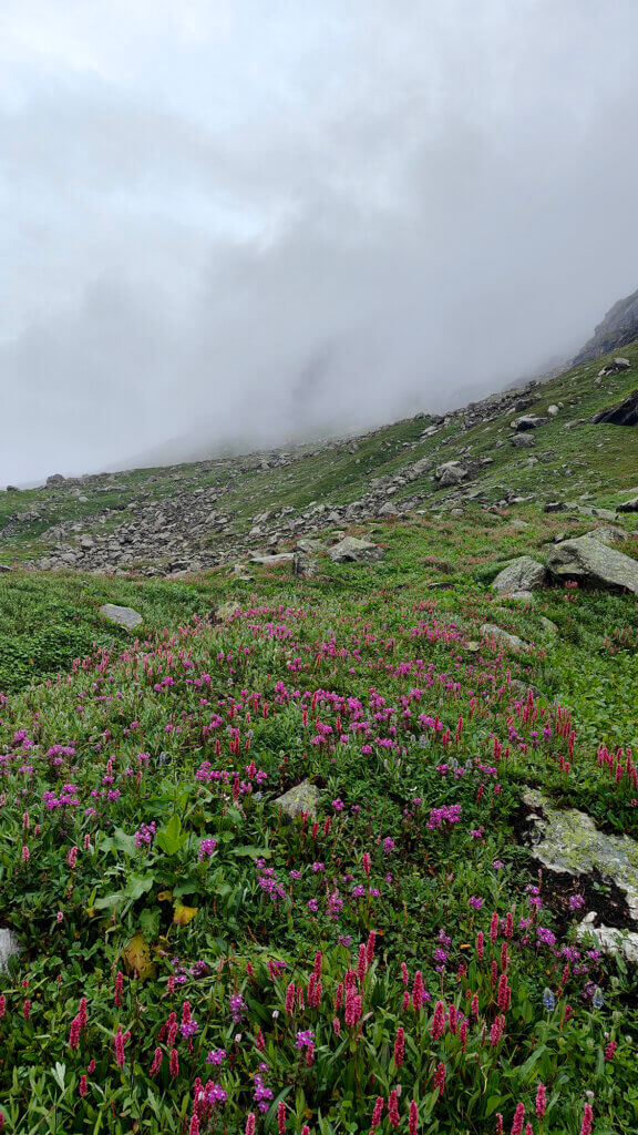 The flowers