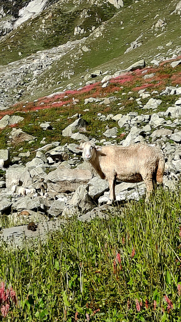 Mountain Goats