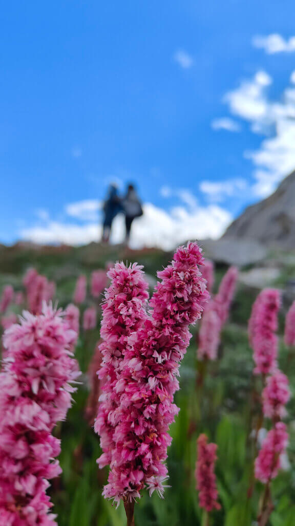 The Bloom