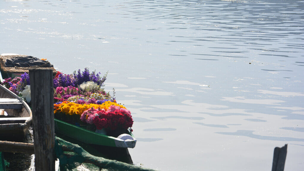 srinagar dallake shikara flowers