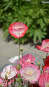 poppies at Chashme shahi srinagar