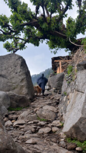 Trekking the valley of har ki dun