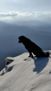 Furry companion at the chandrashila Peak