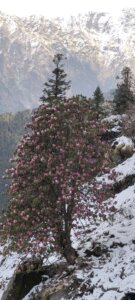 Rhododendron Bloom on the trail